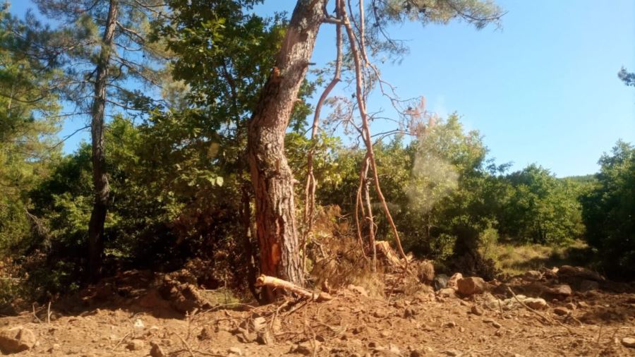 Yasa tanımayan Cengiz Holding, Kazdağları’nda ağaçları kesiyor 