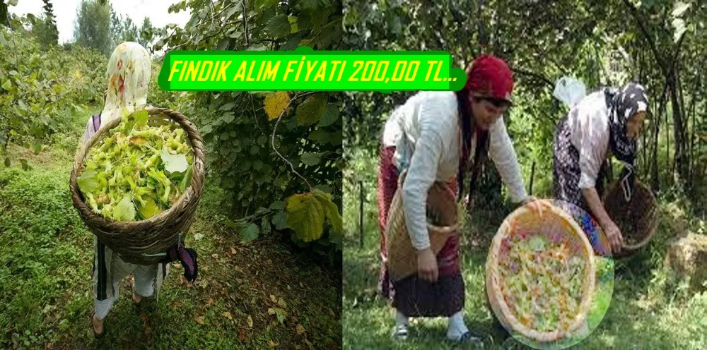 FINDIK ALIM FİYATI 200,00 TL…