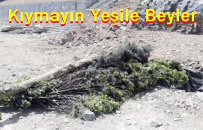 Kıymayın Yeşile Beyler