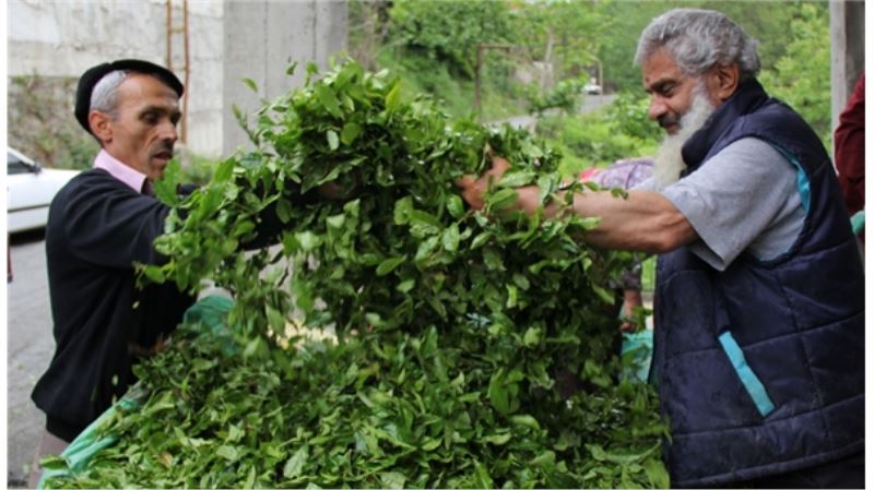 Yaş çay alım fiyatı açıklandı