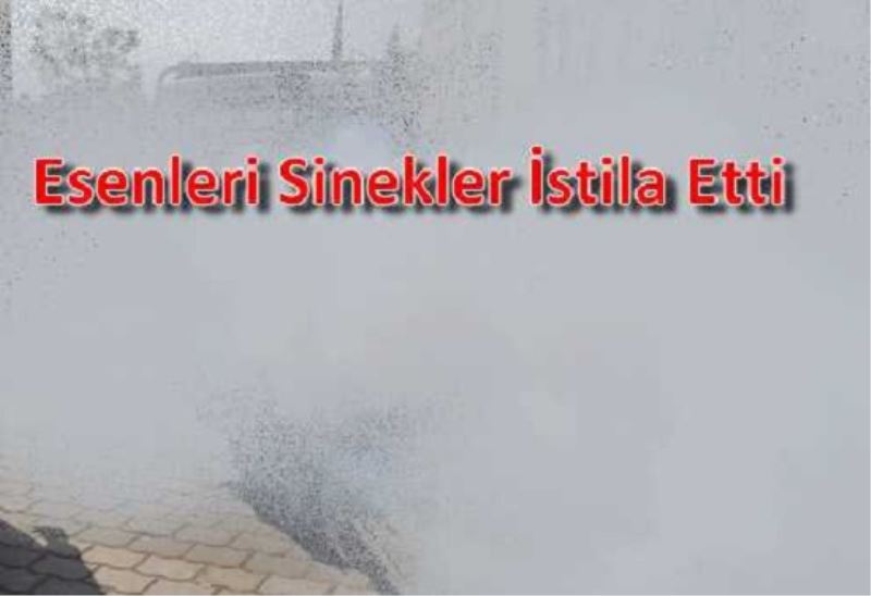   Esenleri Sinekler İstila Etti