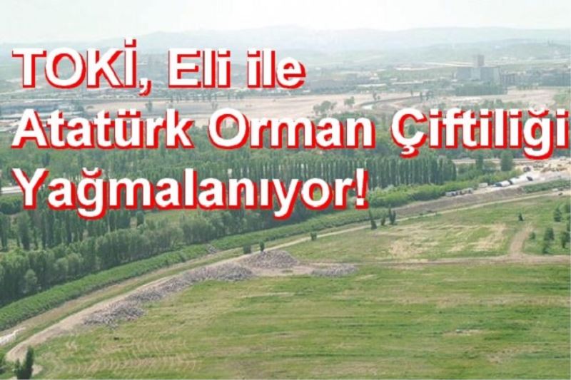 TOKİ, Eli ile Atatürk Orman Çiftiliği Yağmalanıyor! 